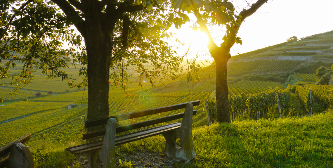 Bank im Weinberg beim Sonnenuntergang