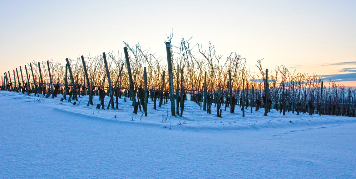 Weinberg im Winter