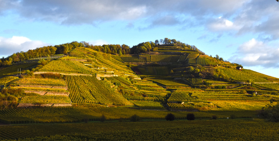 Fernaufnahme Weinberg