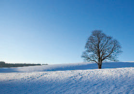 Winterlandschaft mit Baum